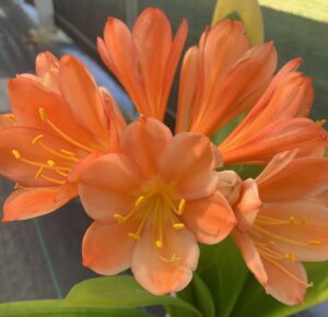 Clivia in flower, from the Valewood collection