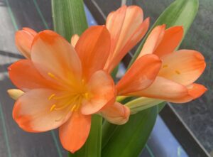 Clivia in flower, from the Valewood collection