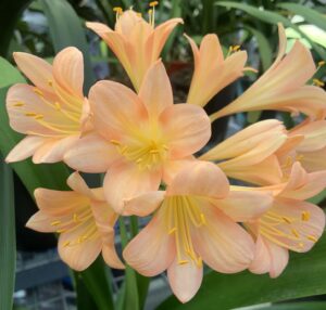 Pink clivia in flower, from the Valewood collection