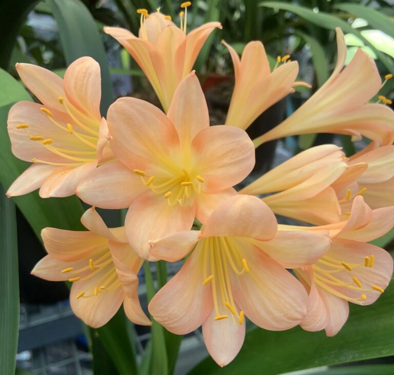 Pink clivia in flower, from the Valewood collection