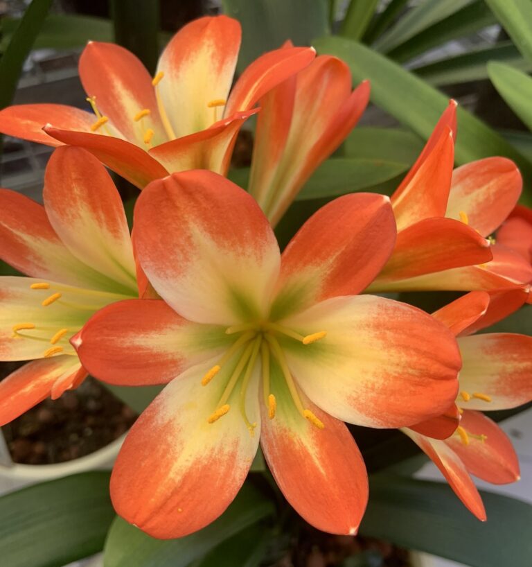 Orange clivia in flower, from the Valewood collection