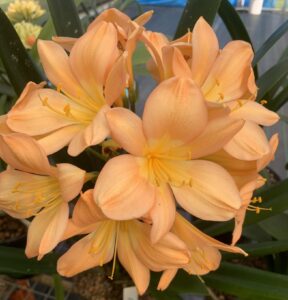 Clivia in flower, from the Valewood collection
