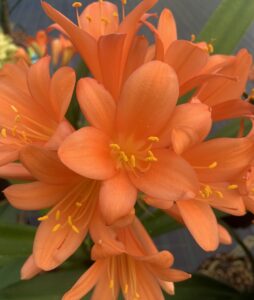 Orange clivia in flower, from the Valewood collection