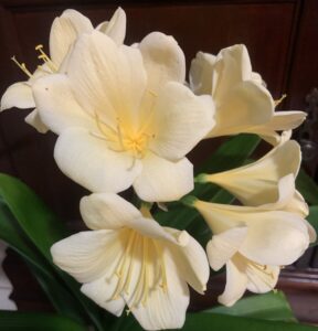 Yellow clivia in flower, from the Valewood collection