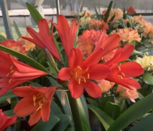 Red clivia in flower, from the Valewood collection