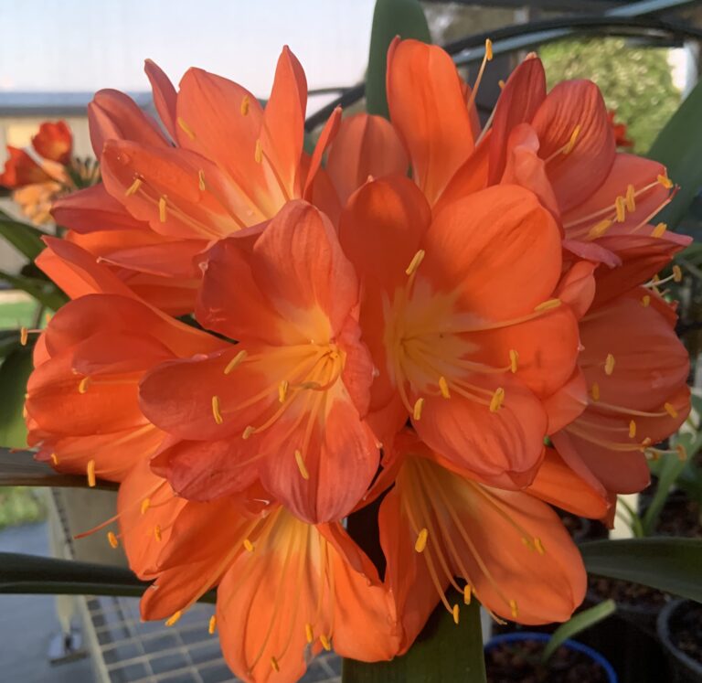 Orange clivia in flower, from the Valewood collection