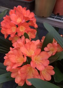 Orange clivia in flower, from the Valewood collection
