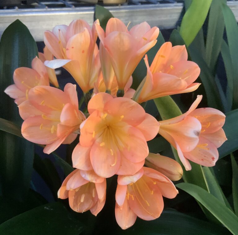 Clivia in flower, from the Valewood collection