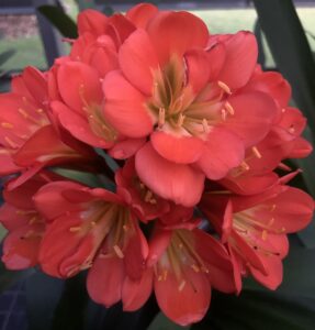 Red clivia in flower, from the Valewood collection