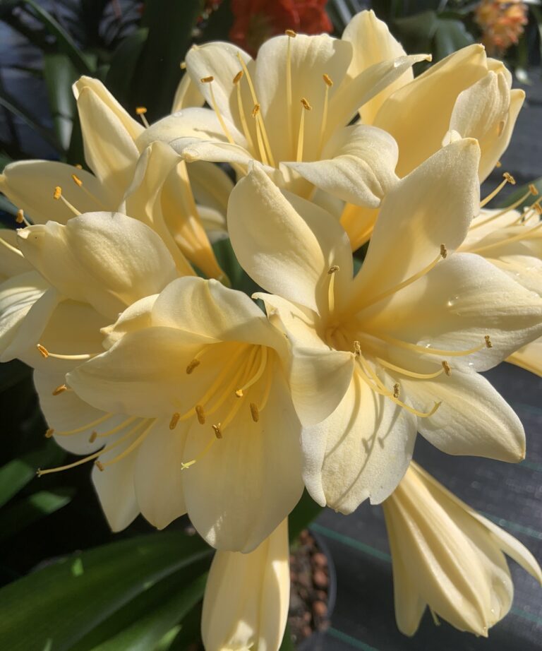 Yellow clivia in flower, from the Valewood collection