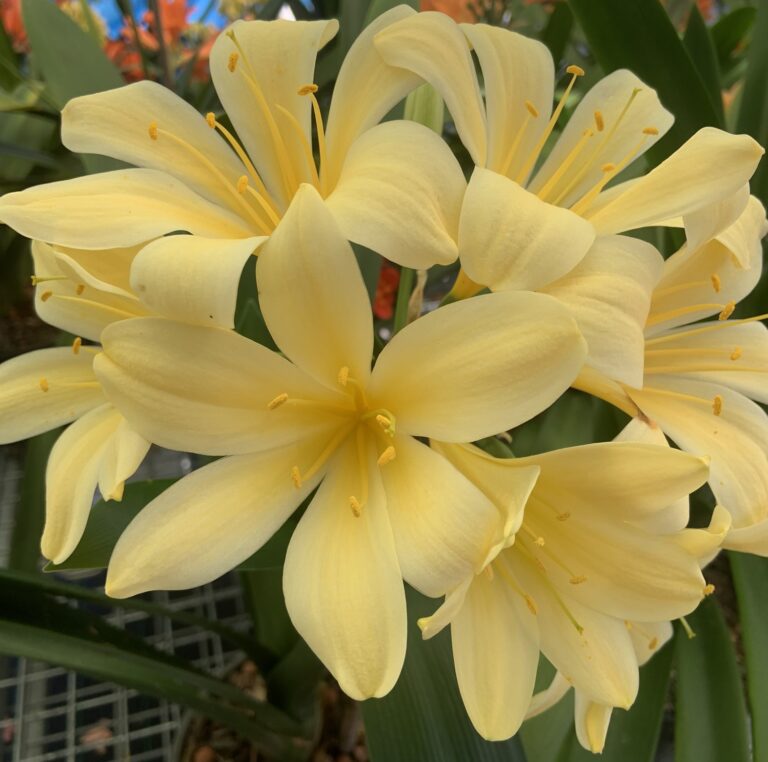 Yellow clivia in flower, from the Valewood collection