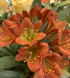 Bronze clivia in flower, from the Valewood collection