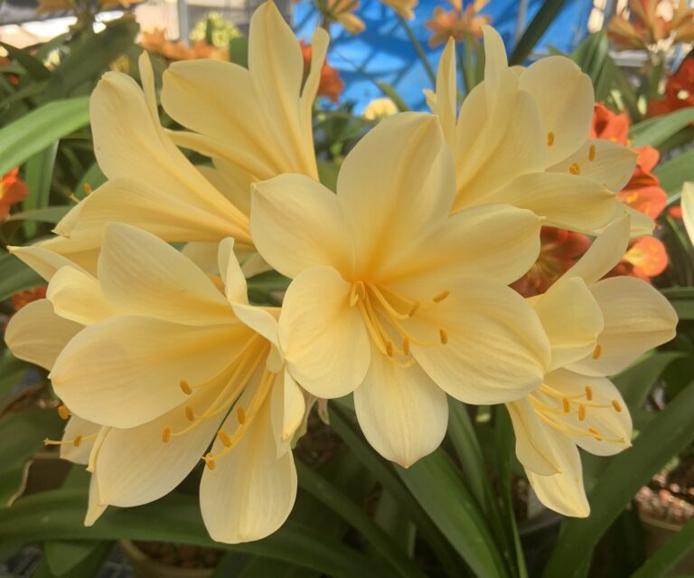 Yellow clivia in flower, from the Valewood collection
