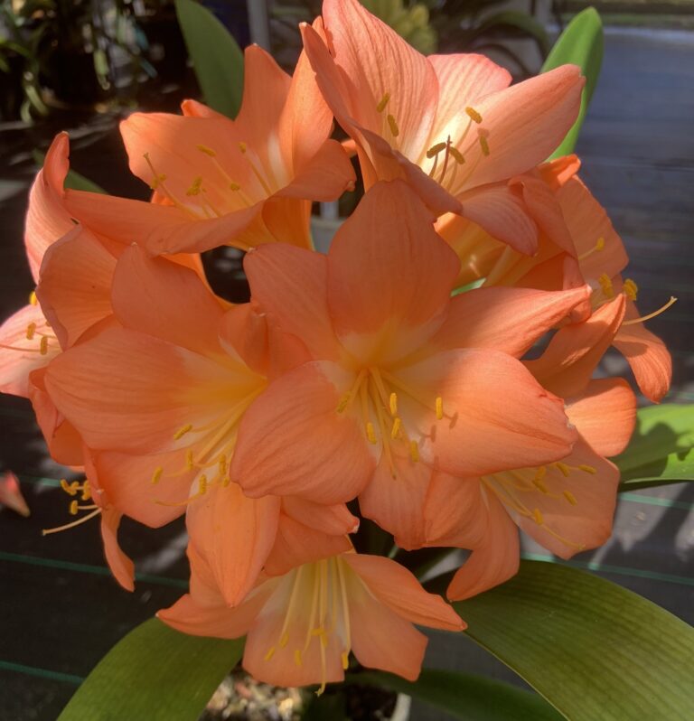 Orange clivia in flower, from the Valewood collection