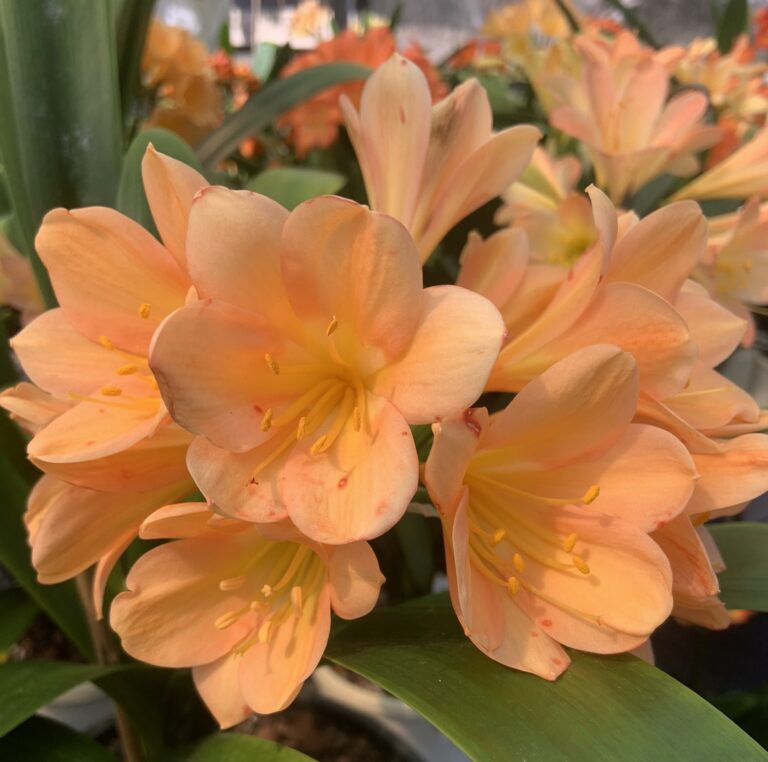 Peach clivia in flower, from the Valewood collection