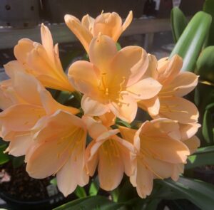 Peach clivia in flower, from the Valewood collection