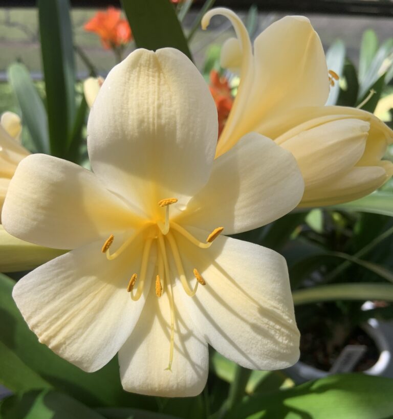 Yellow clivia in flower, from the Valewood collection
