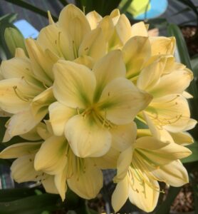Yellow clivia in flower, from the Valewood collection