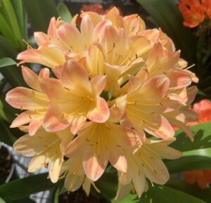 Pink clivia in flower, from the Valewood collection