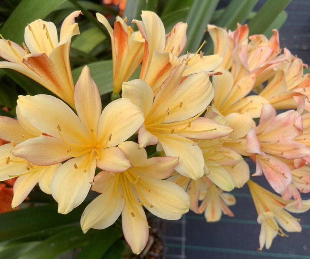 Gallery Valewood Estate Clivias