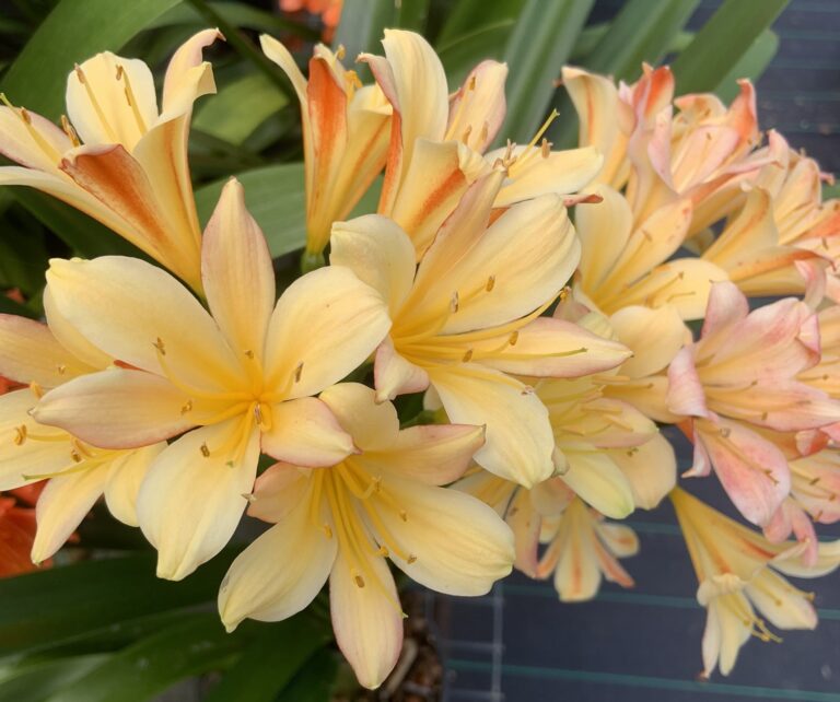 Bi-colour clivia in flower, from the Valewood collection