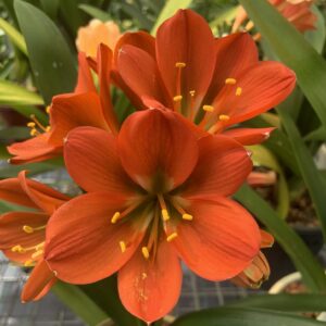 Bronze clivia in flower, from the Valewood collection