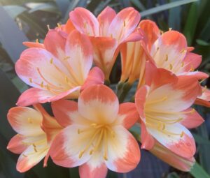 Bi-colour clivia in flower, from the Valewood collection