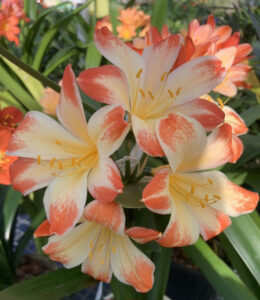 Bi-colour clivia in flower, from the Valewood collection