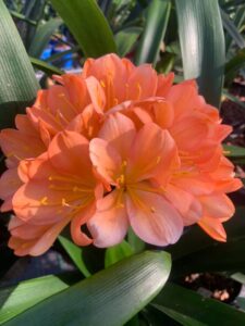 John Handman Tipp Peach clivia from the Valewood collection
