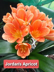 Jordan's Apricot clivia from the Valewood collection