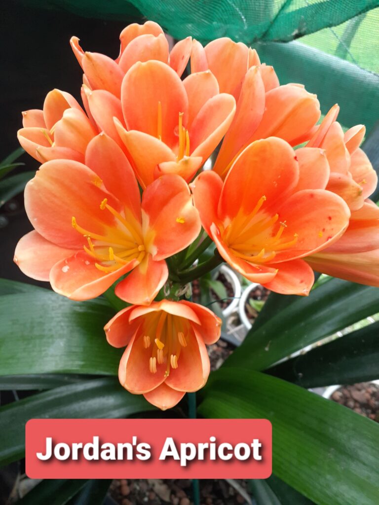 Jordan's Apricot clivia from the Valewood collection