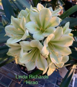 Linda Richards Hirao clivia from the Valewood collection