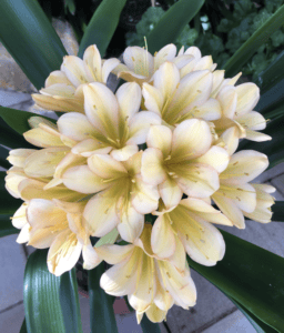 Lurline clivia from the Valewood collection