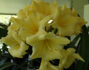 N12 clivia from the Valewood collection