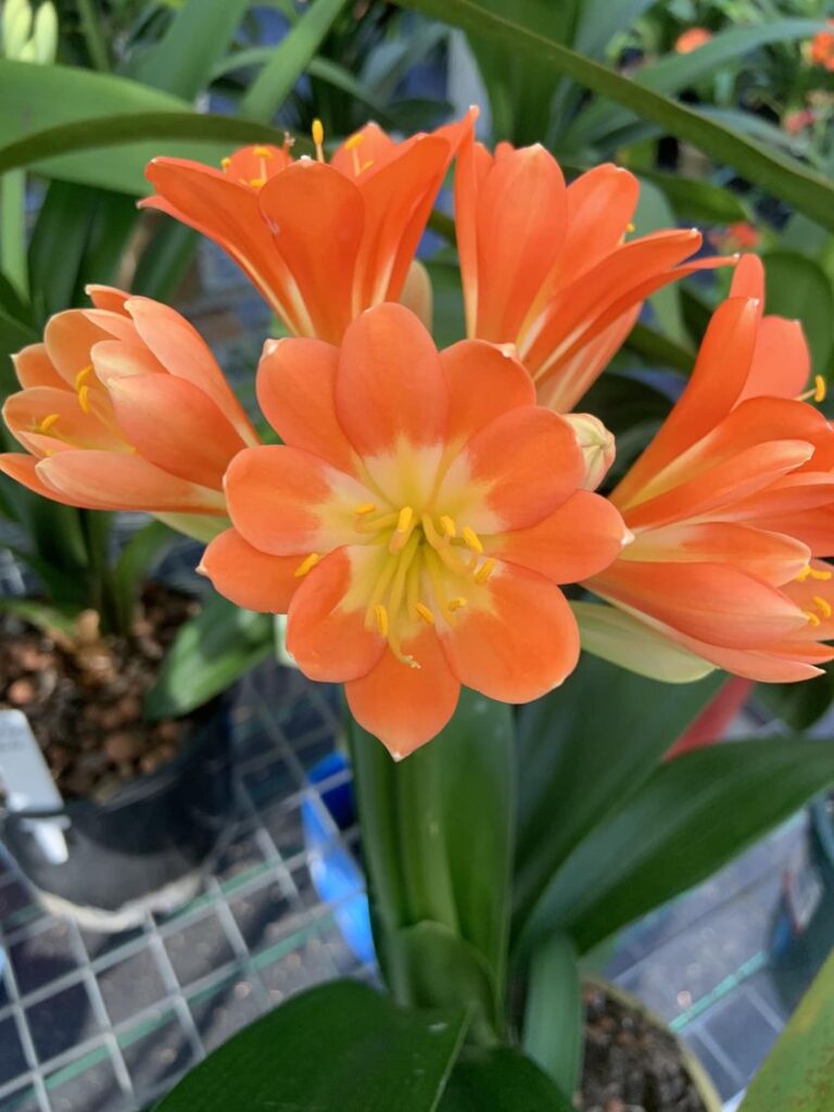 Orange MP clivia from the Valewood collection