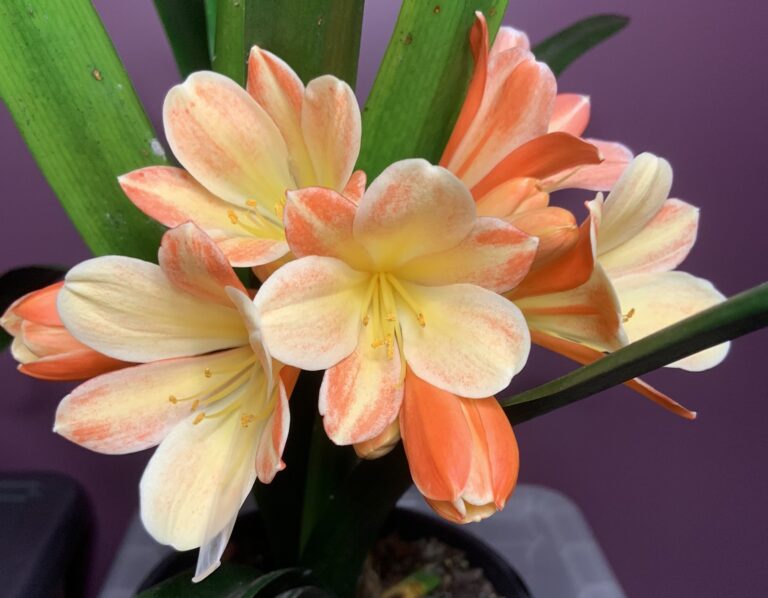 Riley May clivia from the Valewood collection