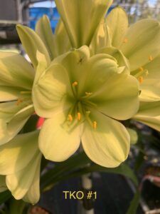 TKO 1 clivia from the Valewood collection