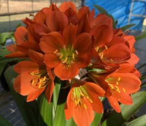627 clivia from the Valewood collection