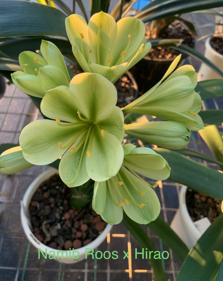 Namib Roos x Hirao