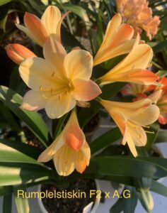 Rumplestiltskin × Andrew Gibson clivia from the Valewood collection