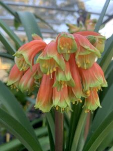 Sean Chubb Robusta clivia from the Valewood collection