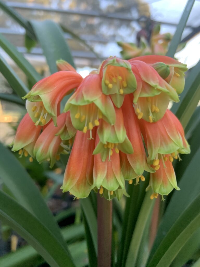Sean Chubb Robusta clivia from the Valewood collection