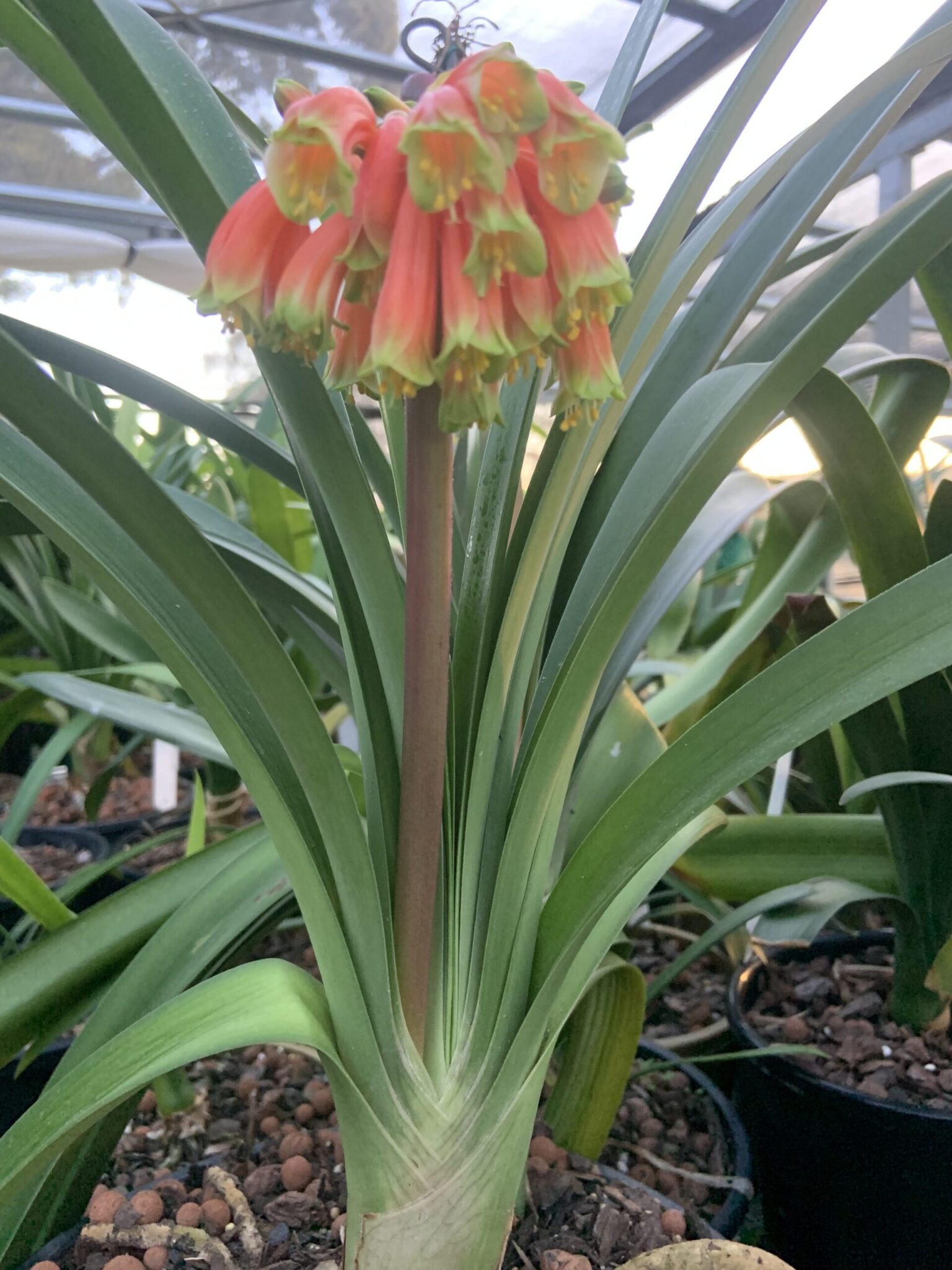 Sean Chubb Robusta (2 Clivia Seeds) VEC_X-25