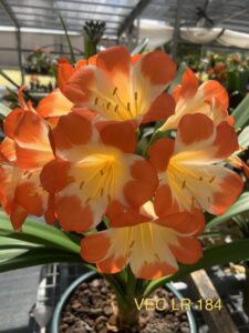 Pastel clivia from the Valewood collection
