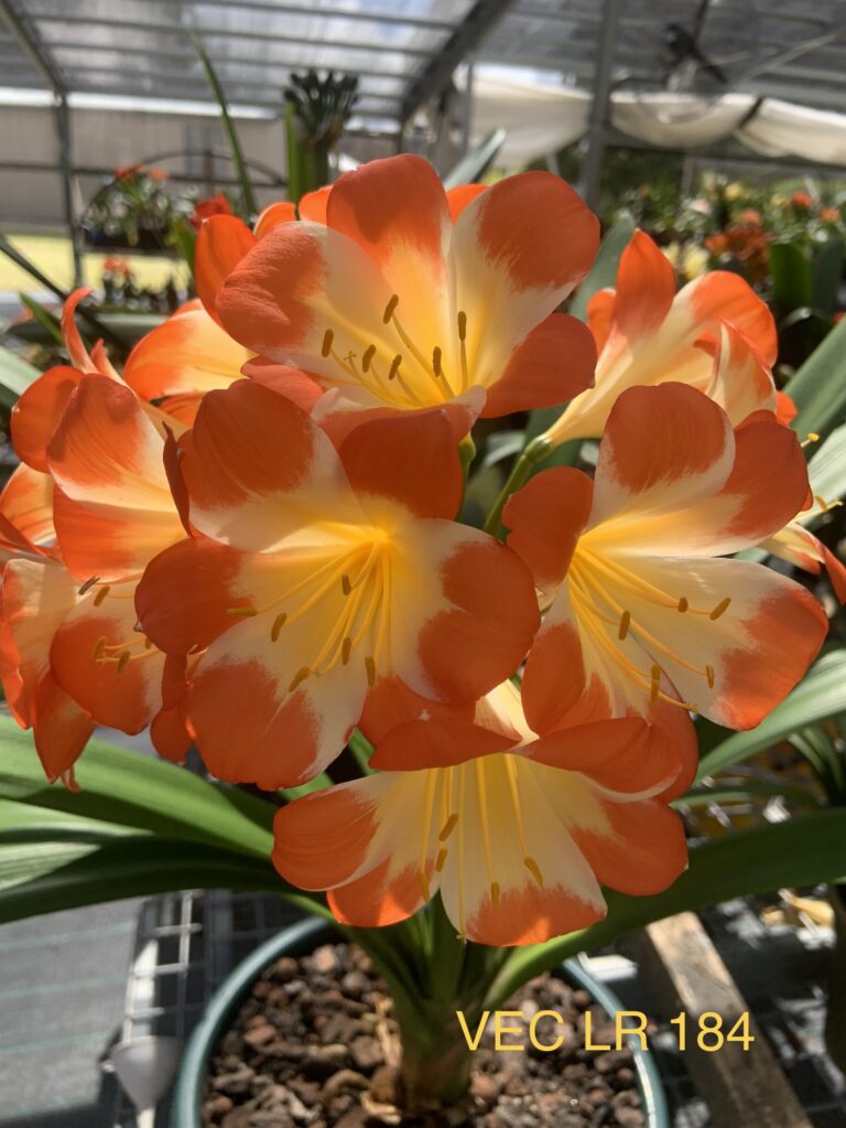 Pastel clivia from the Valewood collection