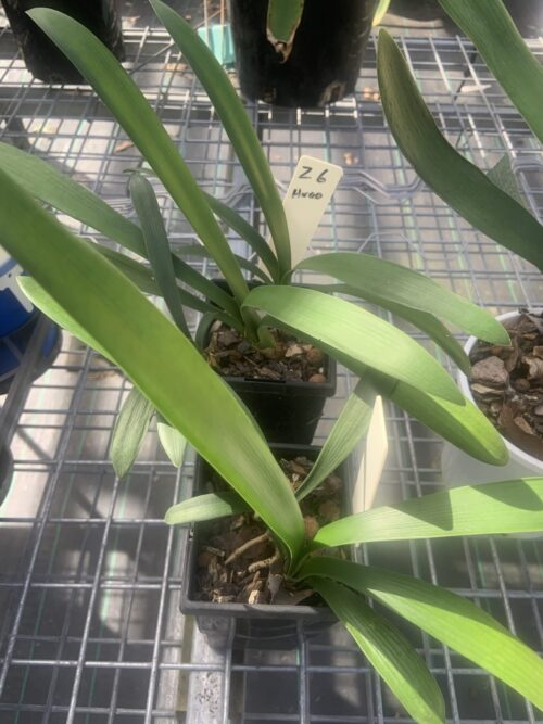 B6 x D69/1 seedlings