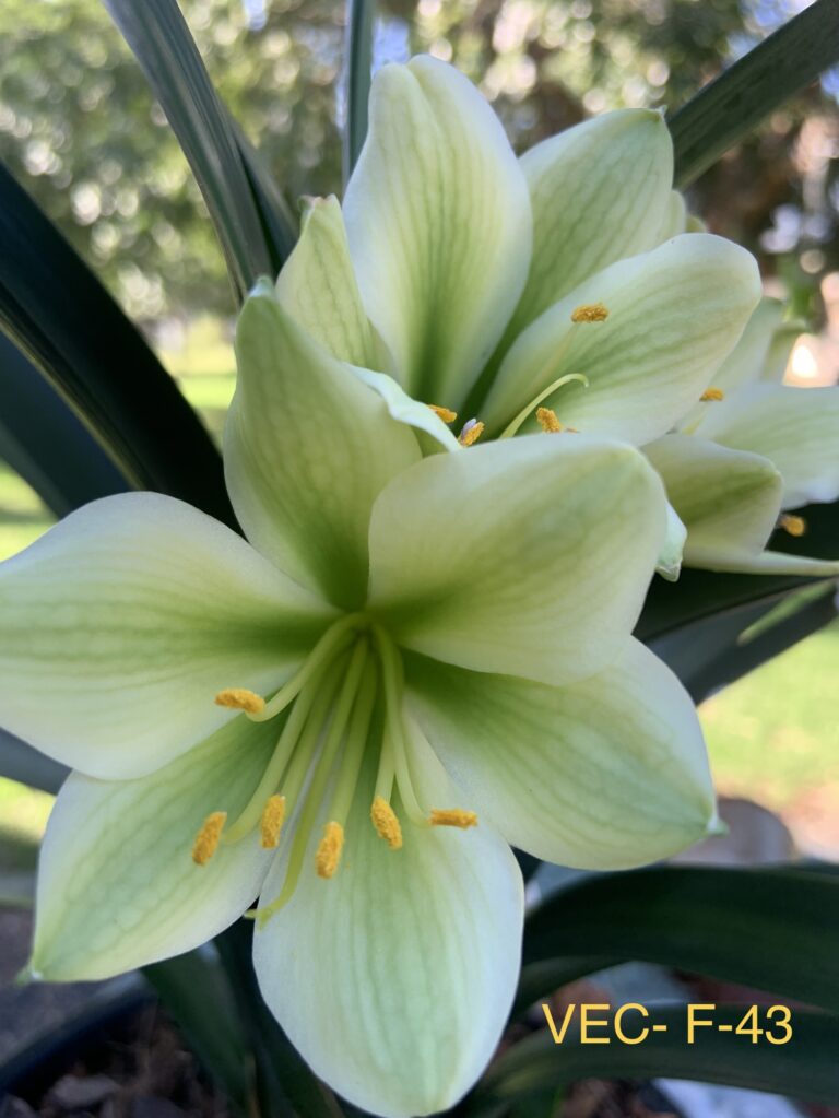 VEC F-43 clivia from the Valewood collection