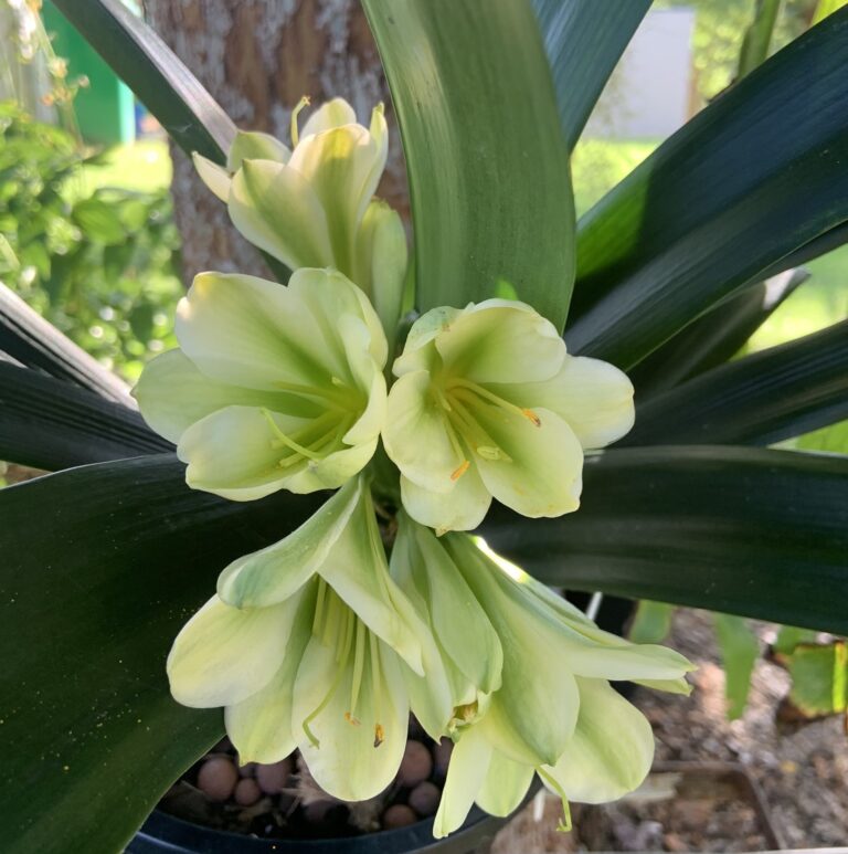 VEC DB-1 clivia from the Valewood collection