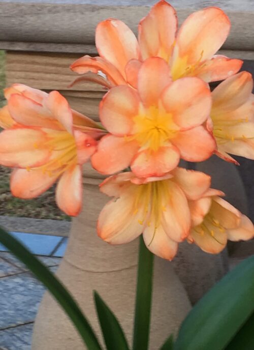 Parti Colour x Riley May  (3 plants)