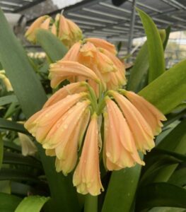 PeachGard × LemonGard clivia from the Valewood collection